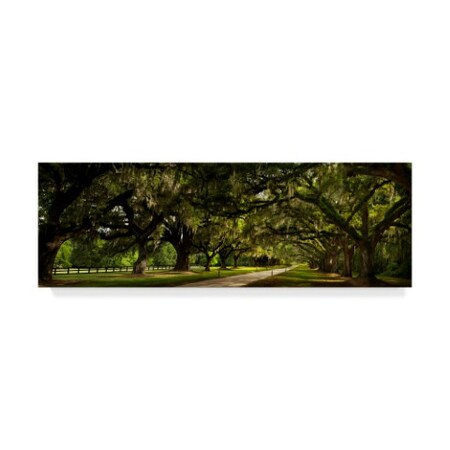 Natalie Mikaels 'Southern Canopy' Canvas Art,16x47